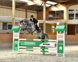 jumper Oszkar (Hungarian Warmblood, 2013, from Odermus R)