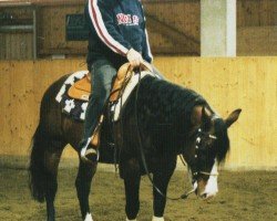 stallion My Shining Assett (Quarter Horse, 1994, from Shining Spark)