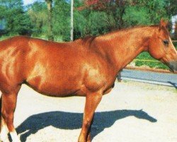 horse Ms De Bar Freck (Quarter Horse, 1983, from Colonel Freckles)