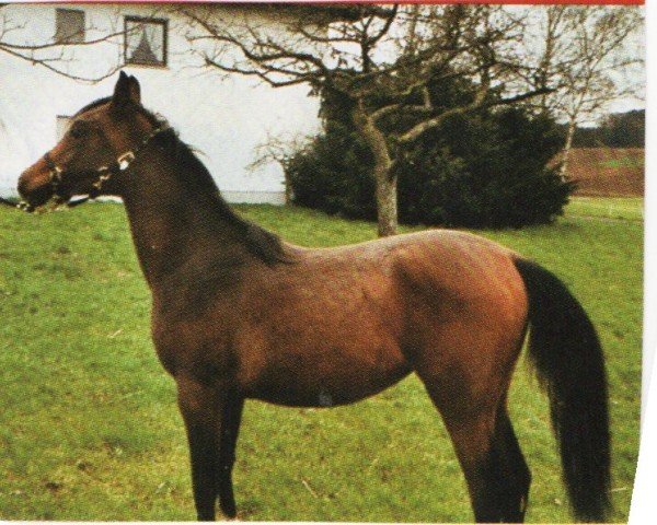 broodmare SA Tamara ox (Arabian purebred, 2001, from Taman II ox)