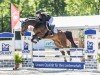 dressage horse Buanito 3 (Westphalian, 2016, from Baccardi)