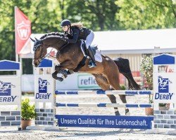 dressage horse Buanito 3 (Westphalian, 2016, from Baccardi)