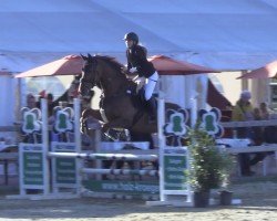Springpferd Grazie Mille 111 Z (Zangersheide Reitpferd, 2019, von George Z)