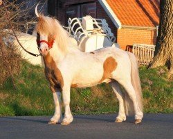 Deckhengst Philius von der Ostsee (Shetland Pony, 2018, von Blackertor Island Paintbox)