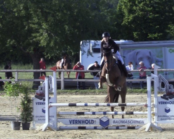 jumper Grazie Mille 111 Z (Zangersheide riding horse, 2019, from George Z)