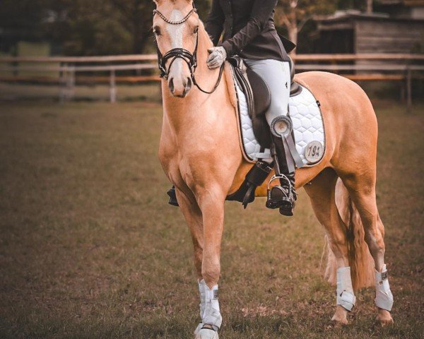 dressage horse Dunkin Donut MP (German Riding Pony, 2021)