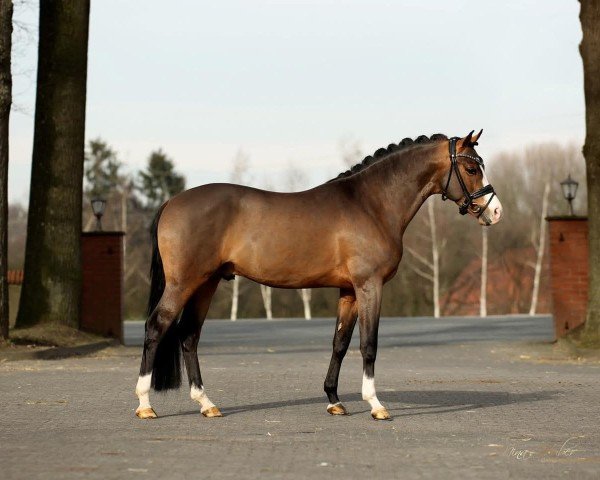 stallion Chocoversum (German Riding Pony, 2019, from Cosmopolitan NRW)