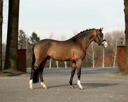 stallion Chocoversum (German Riding Pony, 2019, from Cosmopolitan NRW)