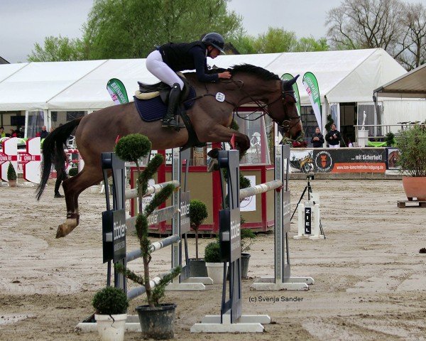 jumper Commano (Westphalian, 2012, from Comme il Faut)