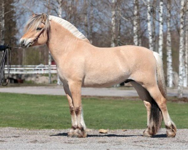 horse Bondhus Heike 21 F (Fjord Horse, 2022, from Birkelid Owen)