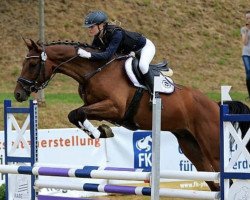 jumper Wiesenguts Schoko (German Sport Horse, 2012, from Stalypso)