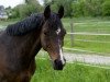 Springpferd Valentin 134 (Deutsches Reitpony, 2007, von Vincent)