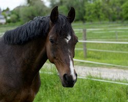 Springpferd Valentin 134 (Deutsches Reitpony, 2007, von Vincent)