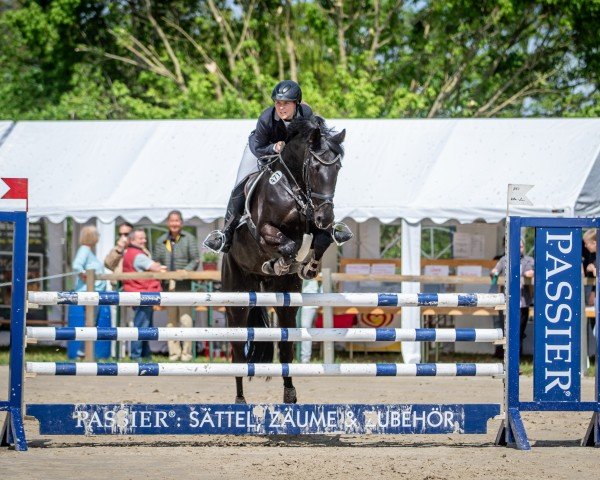 jumper Vistana (Hanoverian, 2015, from Viscount 22)