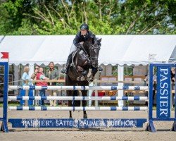 jumper Vistana (Hanoverian, 2015, from Viscount 22)