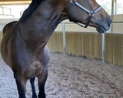 Pferd Knockout (Polnisches Warmblut, 2016, von Lascado 0003)