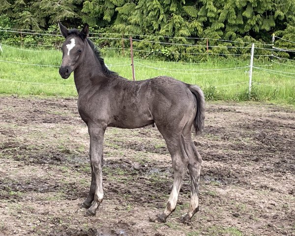 dressage horse Ronja‘s Dream (Hanoverian, 2021, from Rotspon)