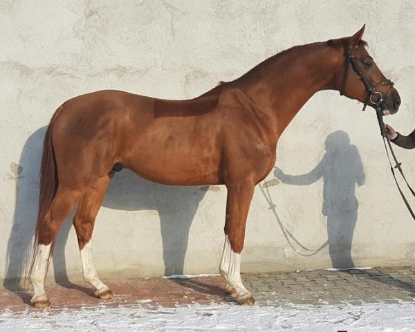 stallion Gold Quaterback (Polish Warmblood, 2011, from Quaterback)
