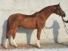 Deckhengst Gold Quaterback (Polnisches Warmblut, 2011, von Quaterback)