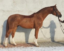 stallion Gold Quaterback (Polish Warmblood, 2011, from Quaterback)