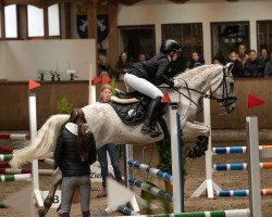 Springpferd Maja 1119 (unbekannt, 2015)