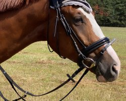 Springpferd Quaterback's King (Polnisches Warmblut, 2016, von Gold Quaterback)