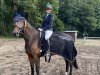 Dressurpferd Dolce Floriana (Hannoveraner, 2018, von Don Royal)