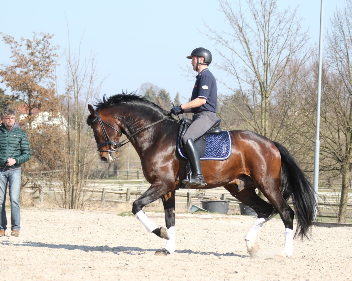 dressage horse Delgado 78 (Oldenburg, 2018, from Diamond Hit)