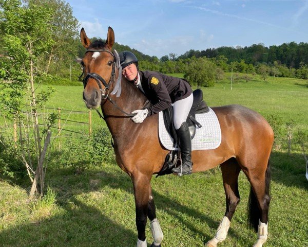 Dressurpferd Monamoura (Deutsches Sportpferd, 2020, von Finest Selection OLD)