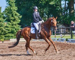 dressage horse Linus 354 (Oldenburg, 2005, from Licotus)