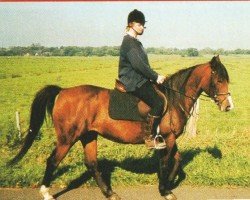 Pferd Batha (Araber, 1994, von Ferment ox)