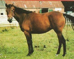 Zuchtstute Lorena AA 84 (Anglo-Araber, 1996, von Delano N)