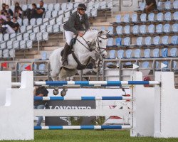 jumper Dalton de Saulieu (Belgium Sporthorse, 2009, from Clinton)