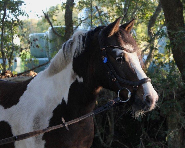 dressage horse Campino 658 (German Riding Pony, 2007, from Hennes Lux Dressage)