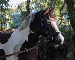 dressage horse Campino 658 (German Riding Pony, 2007, from Hennes Lux Dressage)