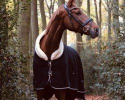 broodmare Petit Fleur (Westphalian, 2015, from Pilothago Dxb)