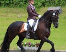 dressage horse Marte van groot Altena (Friese, 2004, from Marten)