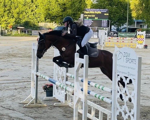 jumper Trixi 519 (German Riding Pony, 2018, from Upgrade)