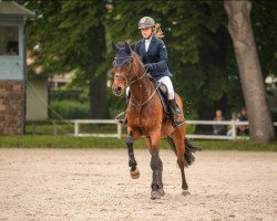 jumper Quax 98 (Oldenburg show jumper, 2011, from Quintender 2)