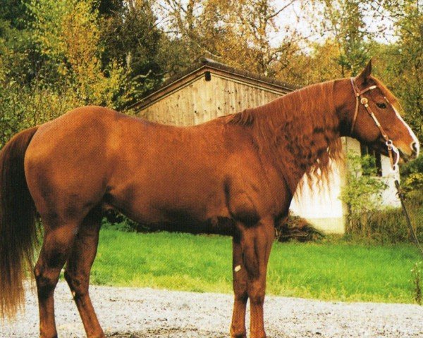 Pferd Rey Dryonita (Quarter Horse, 1995, von Separate Property)