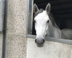 jumper Cataleya W. (German Sport Horse, 2015, from Col's Cornet W)