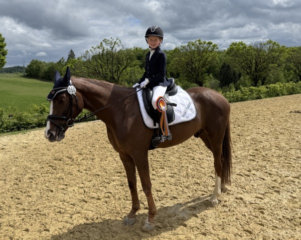 dressage horse Benicio's Firedancer (Oldenburg, 2019, from Callaho's Benicio)