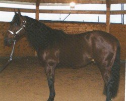 horse Shining Okie Lena (Quarter Horse, 1997, from Shining Spark)