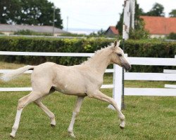 dressage horse La Bella Rose (German Riding Pony, 2016, from Dating AT NRW)