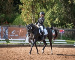 broodmare AMD La Noire (German Riding Pony, 2001, from Notre Plaisir)