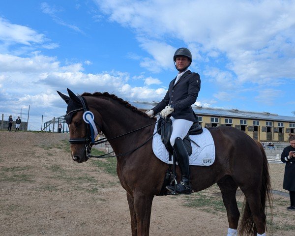 dressage horse Quantentanz (Hanoverian, 2014, from Quantensprung 3)
