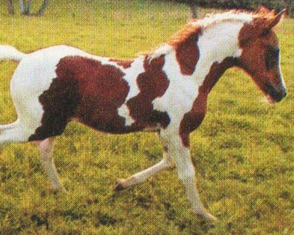 horse Tiara (Pintabian, 2004, from Voshac ox)
