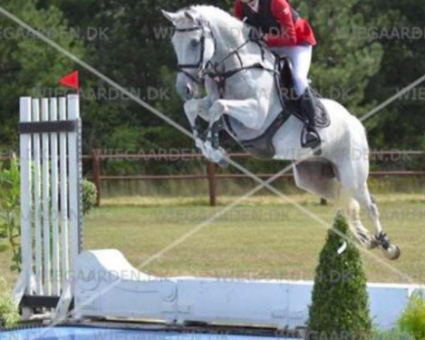 Springpferd Grantorino (Irish Sport Horse, 2005, von Puissance)