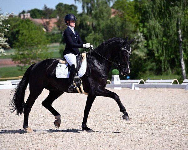 dressage horse Szoom (Oldenburg, 2020, from Sezuan's Donnerhall)