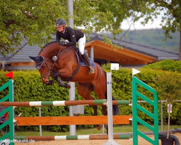jumper Diamant de L'espoir (German Sport Horse, 2015, from Diacontinus)
